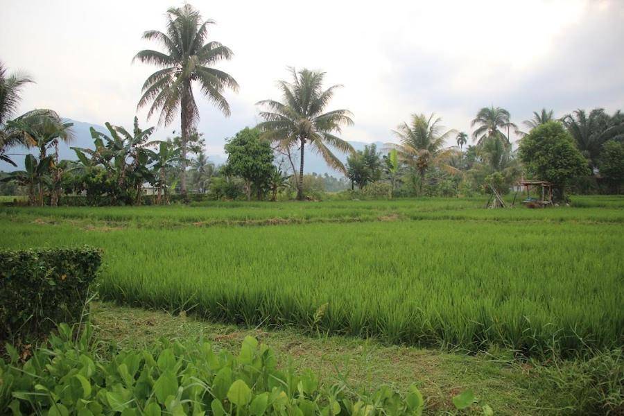Ambow Homestay Jungle Trekking & Village Tour Bukit Lawang Exteriör bild
