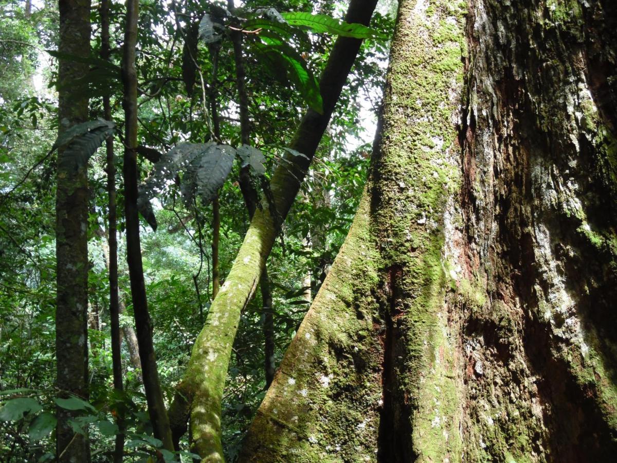 Ambow Homestay Jungle Trekking & Village Tour Bukit Lawang Exteriör bild